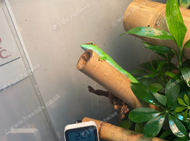 Day gecko with tank and accessories