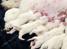 PURE BRED BICHON FRISE PUPPIES