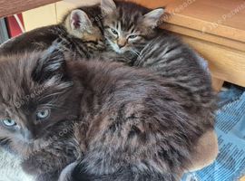Kittens x2