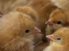 Day old female chicks