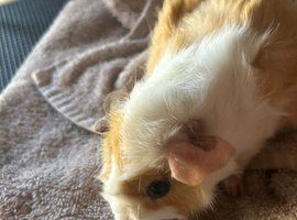 Pet microchipping