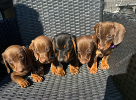 Miniature dachshund 5 available