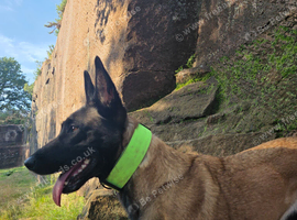 BELGIAN MALINOIS PUPPIES FOR SALE
