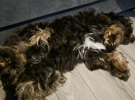 7 months old cavapoo