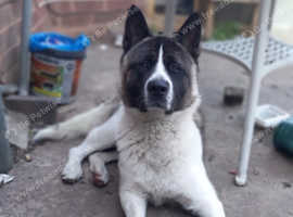 Male akita for stud duties