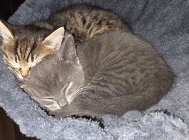 2 beautiful kittens
