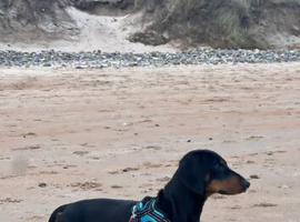 Rollo