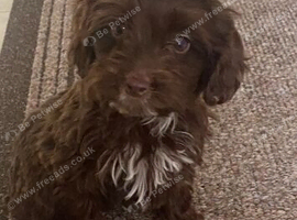 Cockapoo puppies