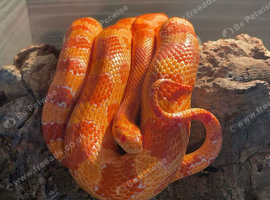 Corn snake