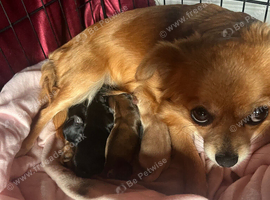 Beautiful Rainbow of Chihuahuas
