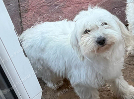 Maltese female