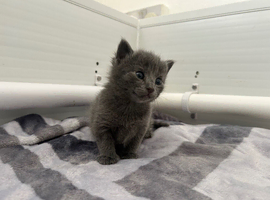 Kittens ready for there forever homes
