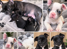 Beautiful French bulldog