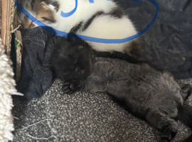 Kitten (girl)