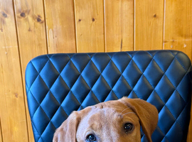 7months old Red fox labrador
