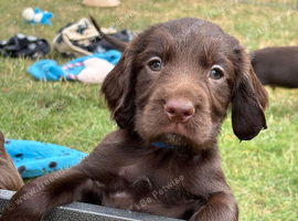 Fully dna health tested Sprocker Puppies