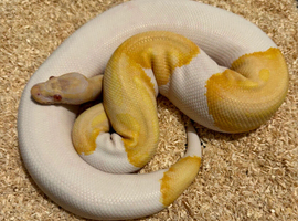 Proven albino pied male royal python