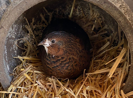 Male Celedon Quail (Blue Eggs)
