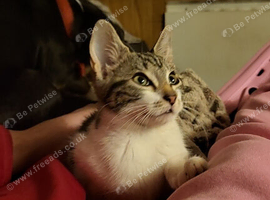 Kitten