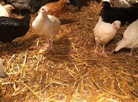 White leghorn pullets