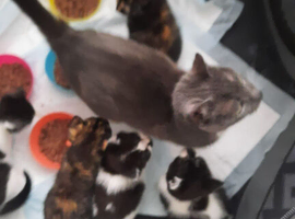 2 kittens left to go to their new families