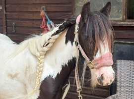 Mini cob