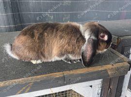 Female mini lop