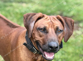 Rhodesian Ridgeback Male