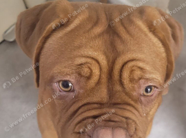 Beautiful 10 month's girl looking for her forever new home