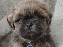LAST BOY KC BLUE DOBBIE/FAWN IMPERIAL PUPPY