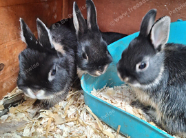 Netherland Dwarf Babies