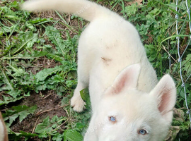 Siberian husky puppies