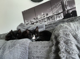 &pound;60 male kittens