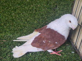 Fancy pigeon