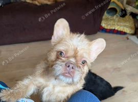 Frenchie female looking for new home