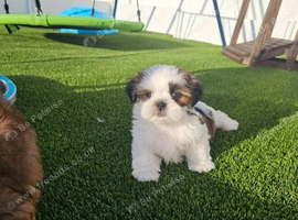 Looking for a home for this girl