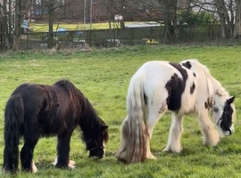Wanted grazing land