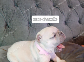 Beautiful French Bulldogs puppies