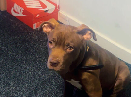 Ginger Presa Canario 6 month old
