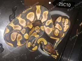 Royal Python babies