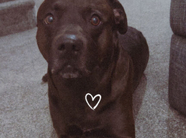 Staffy cross lab