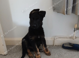 German shepherd puppy