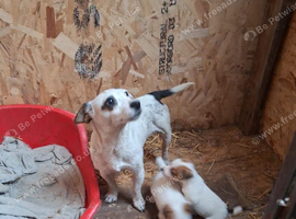 Jack Russell puppies