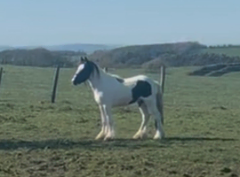Jimmy 13.2 gelding. 3 yr old