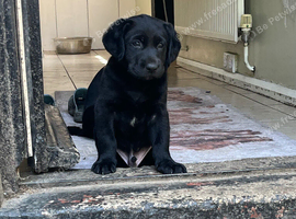 3/4 lab 1/4 weimerana puppies for sale