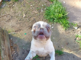French bulldog