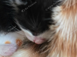 1 beautiful kittens ready in 8 weeks