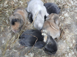 Waiting list open for beautiful mini lops
