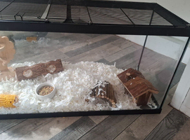 Winter white female hamster and tank