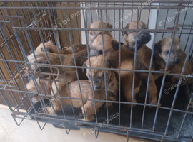 Wheaten pups